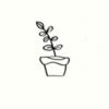 stellacalathea